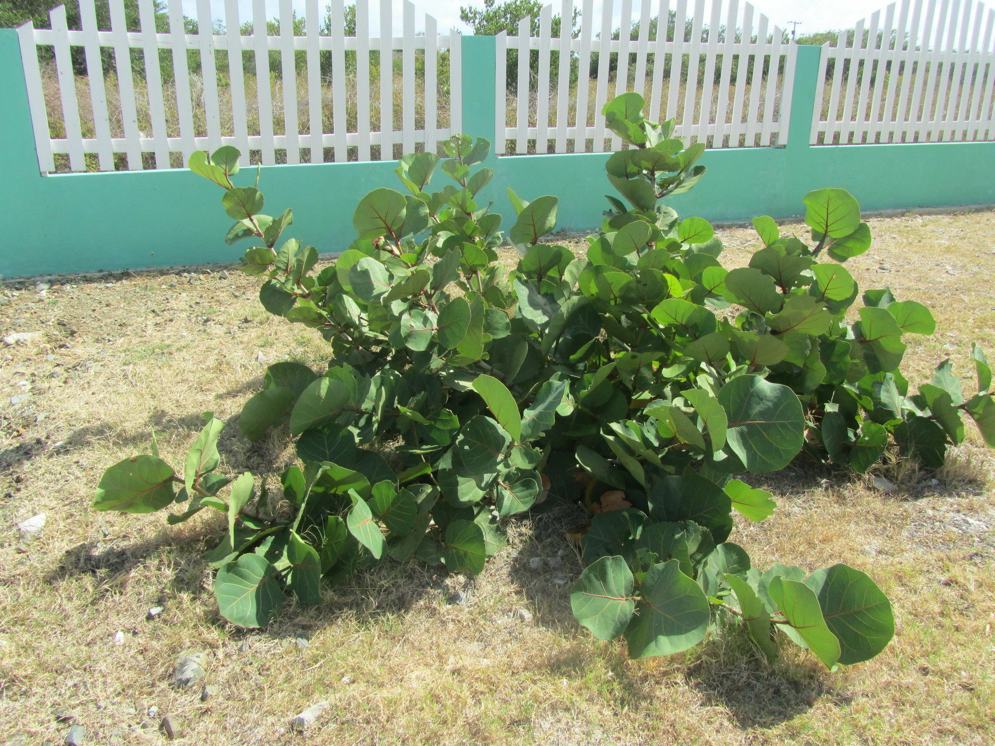 Sea Grape Villas The Settlement エクステリア 写真